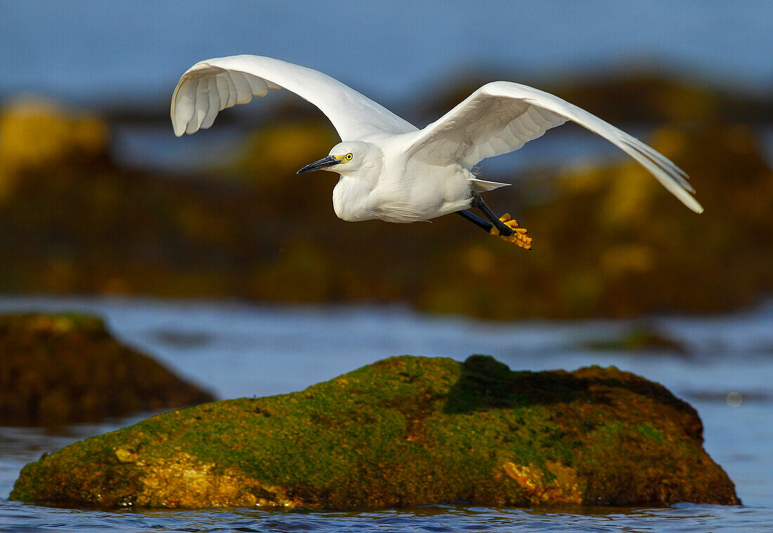 Seidenreiher (Egretta garzetta), Spanien