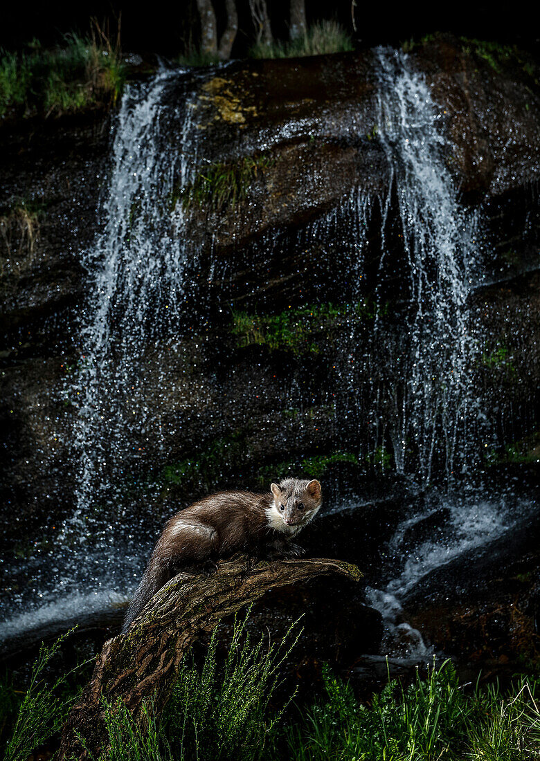 Beech marten (Martes foina) with waterfall in background, Spain