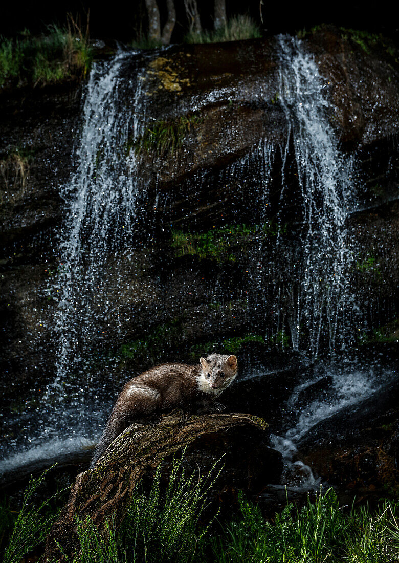 Buchenmarder (Martes foina) mit Wasserfall im Hintergrund, Spanien