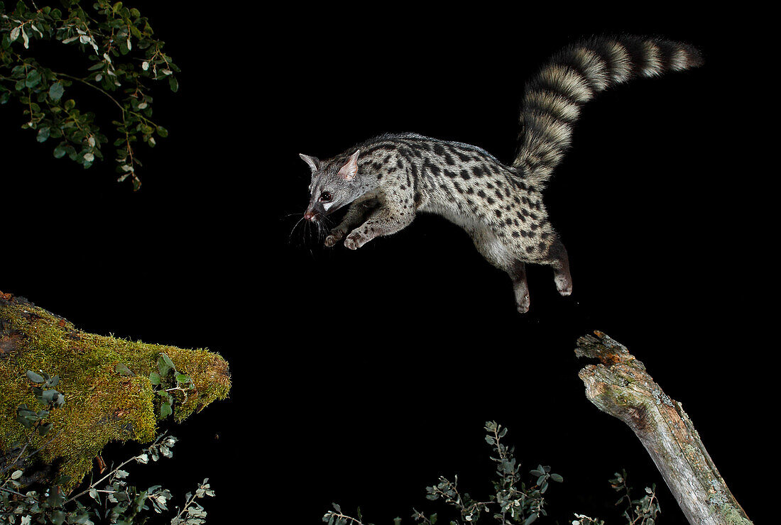 Common genet (Genetta genetta) jumping at night, Spain