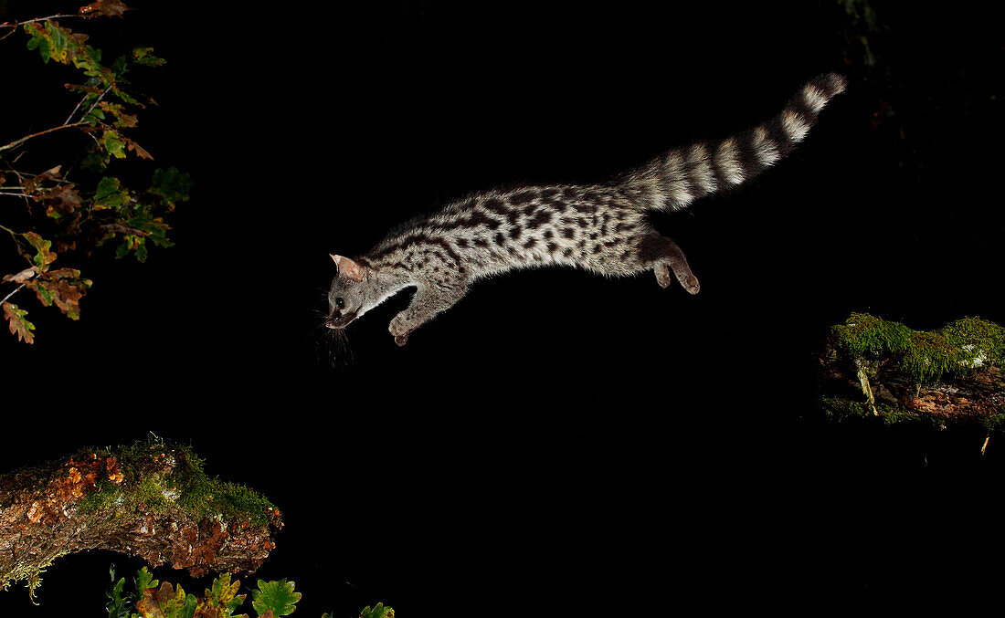 Common genet (Genetta genetta) jumping at night, Spain