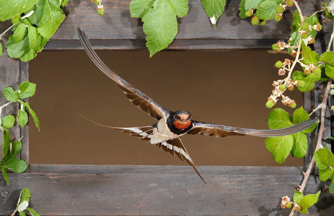 Barn Swallow (Hirundo rustica) flying through a window, Spain