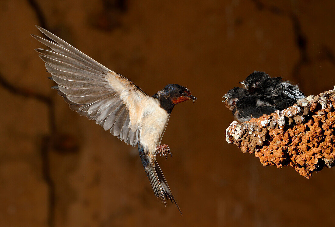 Barn Swallow (Hirundo rustica) feeding chicks in flight, Spain