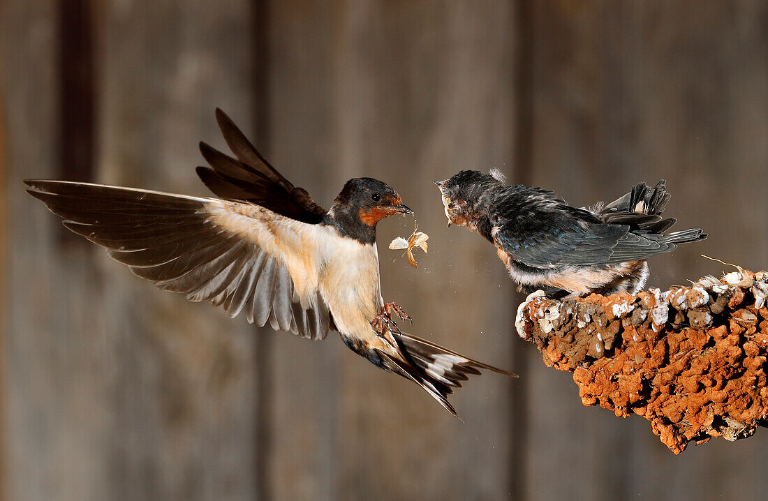 Barn Swallow (Hirundo rustica) feeding chicks in flight, Spain