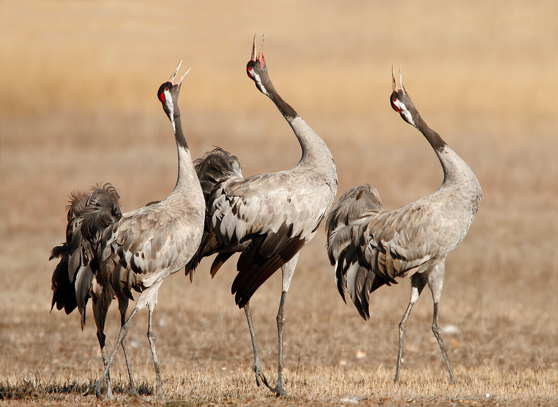 Singing adult Common Cranes (Grus grus), Spain