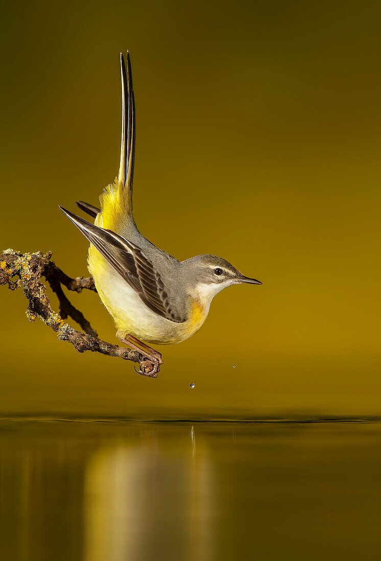 Adult Grey Wagtail (Motacilla cinerea) drinking water, Spain