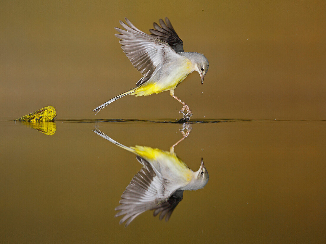 Adult Grey Wagtail (Motacilla cinerea) drinking water, Spain