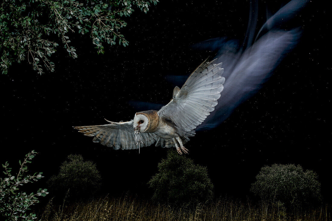 Schleiereule (Tyto alba) im Nachtflug mit Beute, Spanien