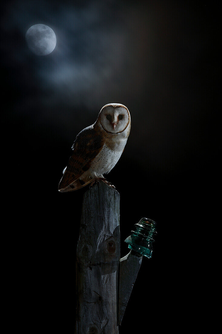 Schleiereule (Tyto alba) mit Mond im Hintergrund, Spanien