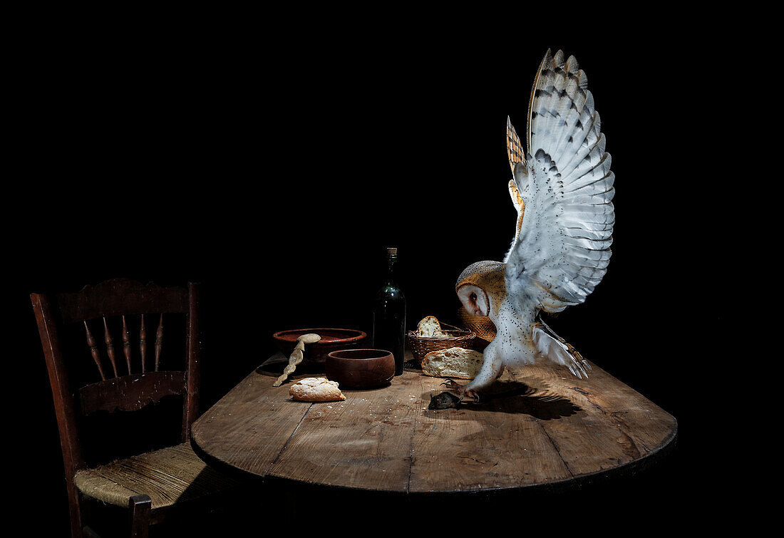 Schleiereule (Tyto alba) auf nächtlicher Mäusejagd in einem Bauernhof, Spanien