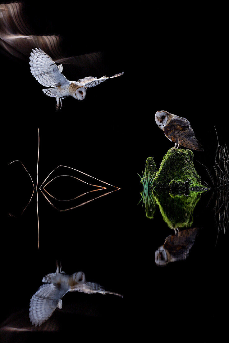 Portrait of a Barn owl (Tyto alba) flying at night, Salamanca, Castilla y Leon, Spain