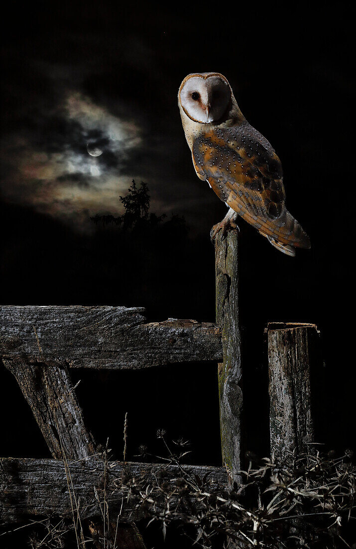 Nachtporträt einer Schleiereule (Tyto alba) mit dem Mond im Hintergrund, Salamanca, Castilla y Leon, Spanien