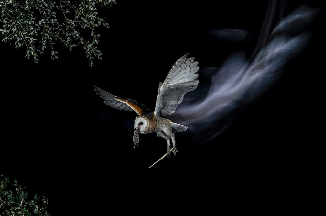 Barn owl (Tyto alba) flying at night with prey, Spain