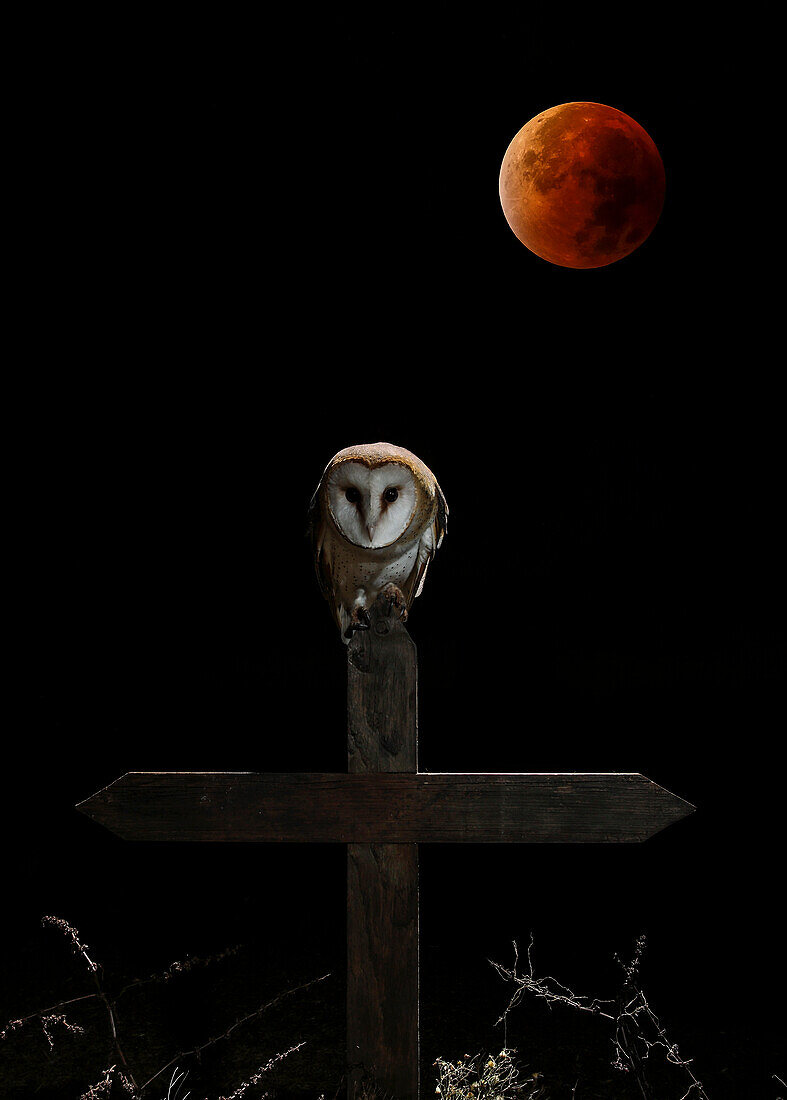 Barn owl (Tyto alba) with red moon in background, Spain