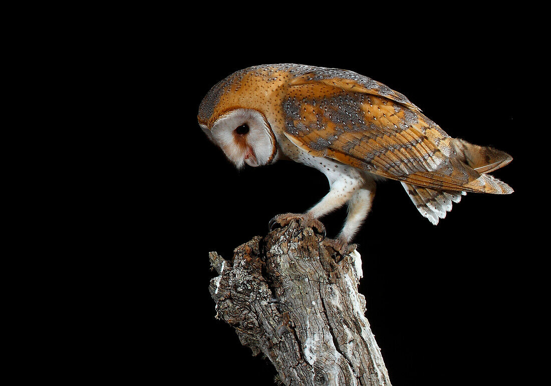 Schleiereule (Tyto alba), Spanien