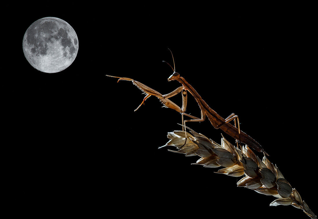 Ausgewachsene Europäische Gottesanbeterin (Mantis religiosa) auf einem Ast sitzend, mit dem Mond im Hintergrund, Spanien