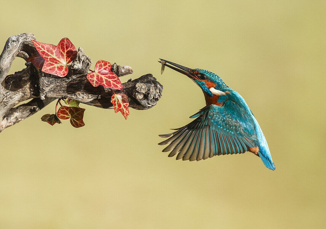 Common Kingfisher (Alcedo atthis) in flight with prey, Spain
