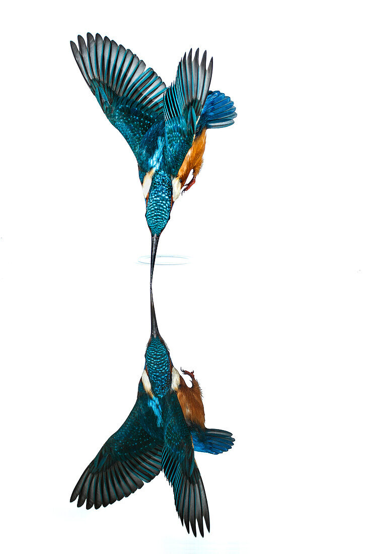 Common Kingfisher (Alcedo atthis) diving, Salamanca, Spain