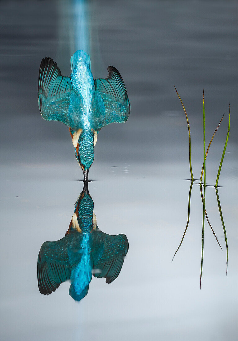 Common Kingfisher (Alcedo atthis) diving, Salamanca, Spain