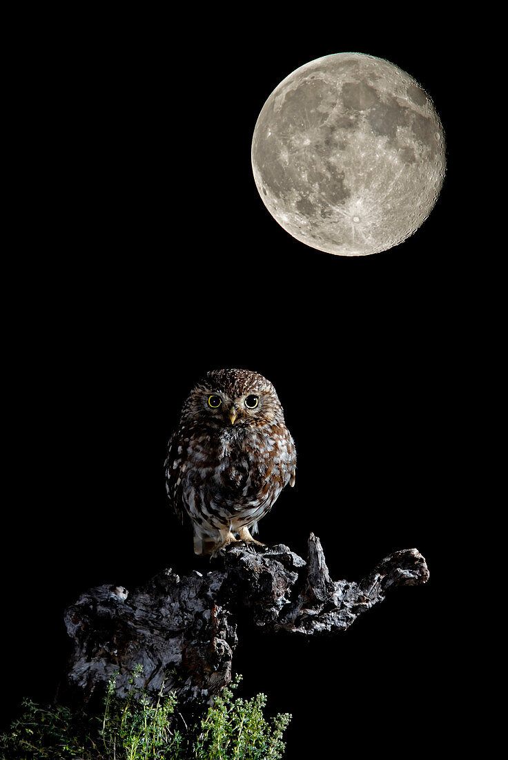 Little Owl (Athene noctua) and moon, Spain