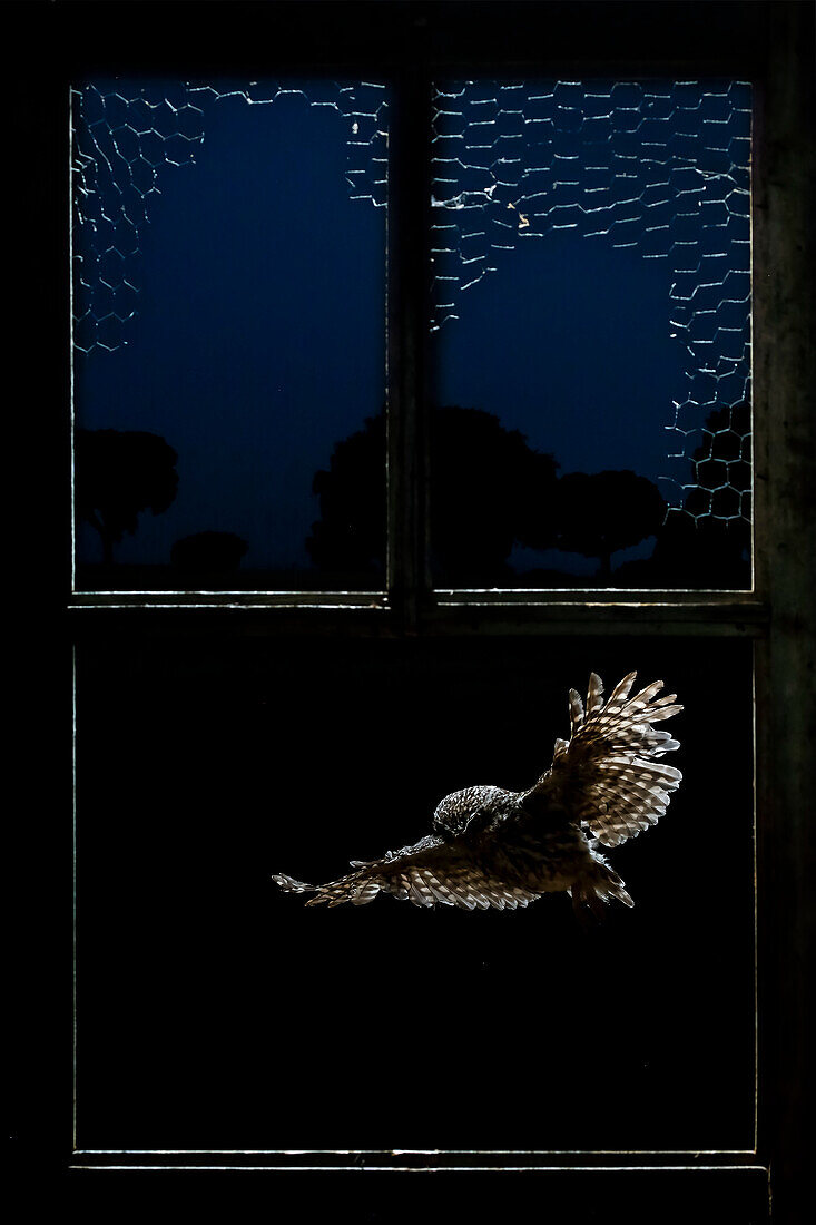 Steinkauz (Athene noctua) fliegt nachts, Spanien