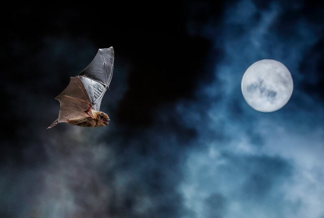 Porträt einer Zwergfledermaus (Pipistrellus pipistrellus) bei Nacht mit dem Mond im Hintergrund