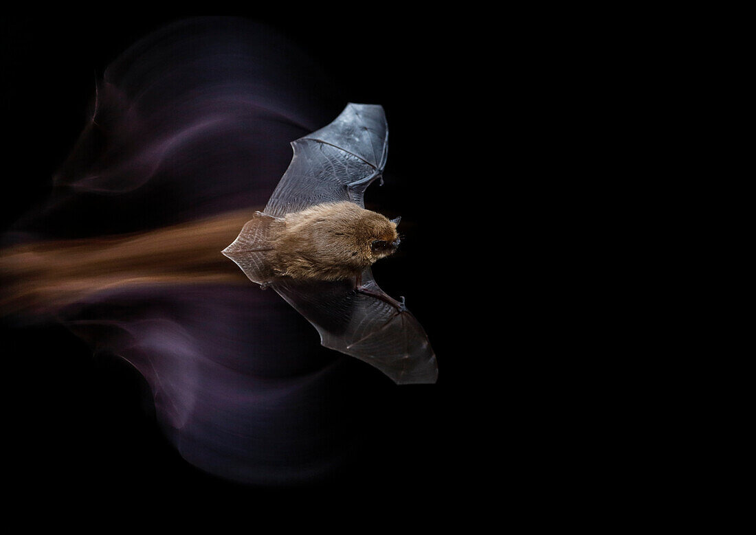 Zwergfledermaus (Pipistrellus pipistrellus) fliegt nachts, Spanien