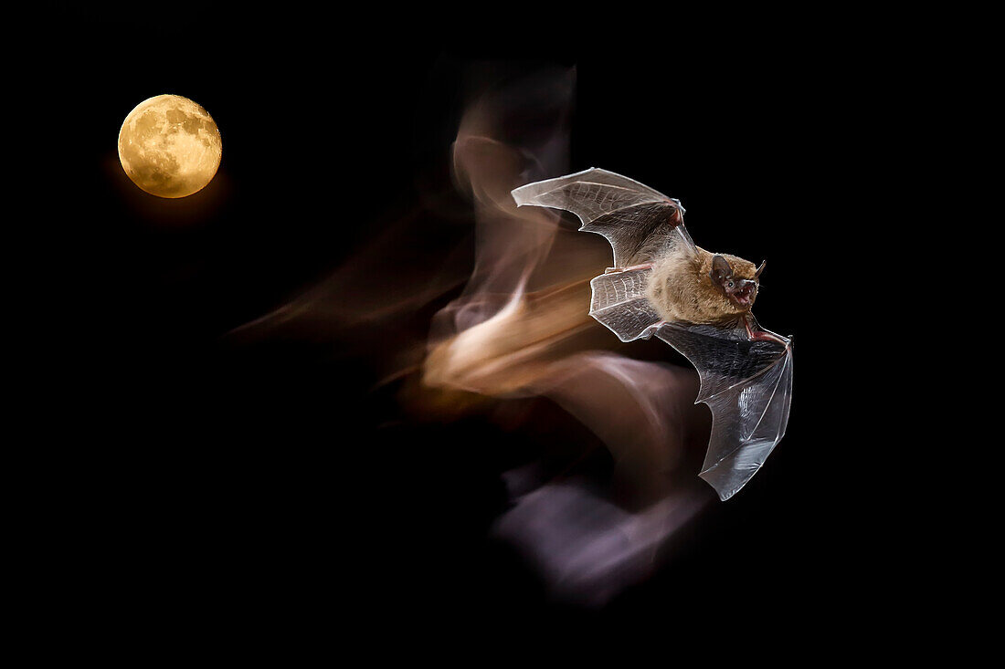 Portrait of a Common pipistrelle (Pipistrellus pipistrellus) at night with the moon behind