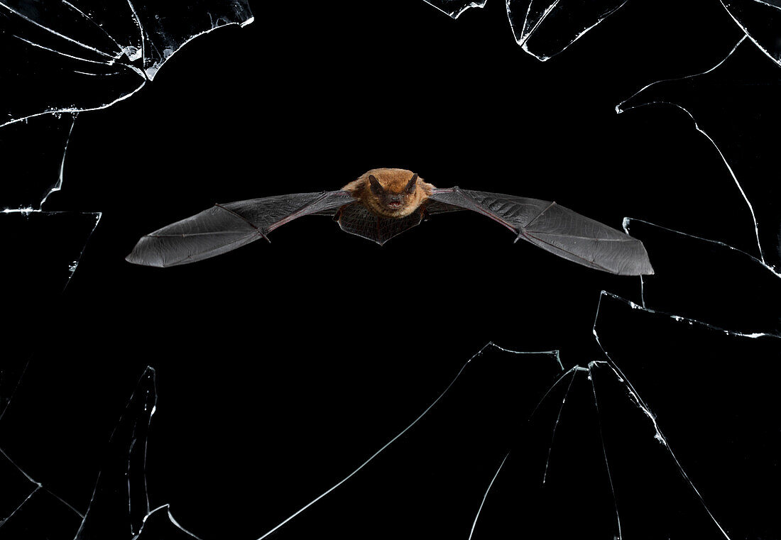 Serotine bat (Eptesicus serotinus) flying at night through broken window, Spain