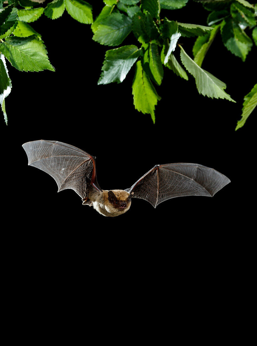Serotine bat (Eptesicus serotinus) flying at night, Spain