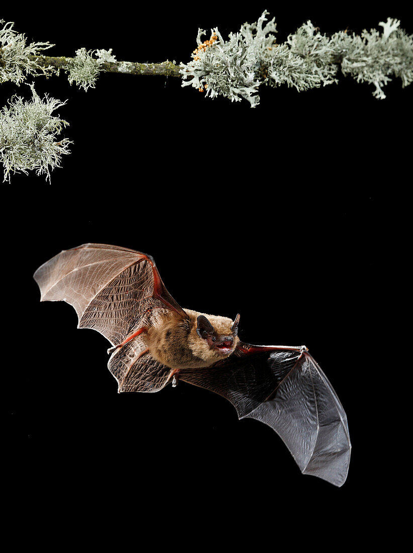 Serotine-Fledermaus (Eptesicus serotinus) fliegt nachts, Spanien