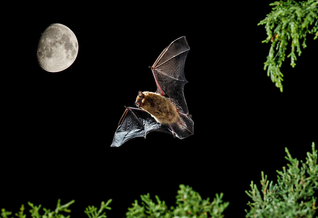 Serotine bat (Eptesicus serotinus) flying at night with moon in background, Spain
