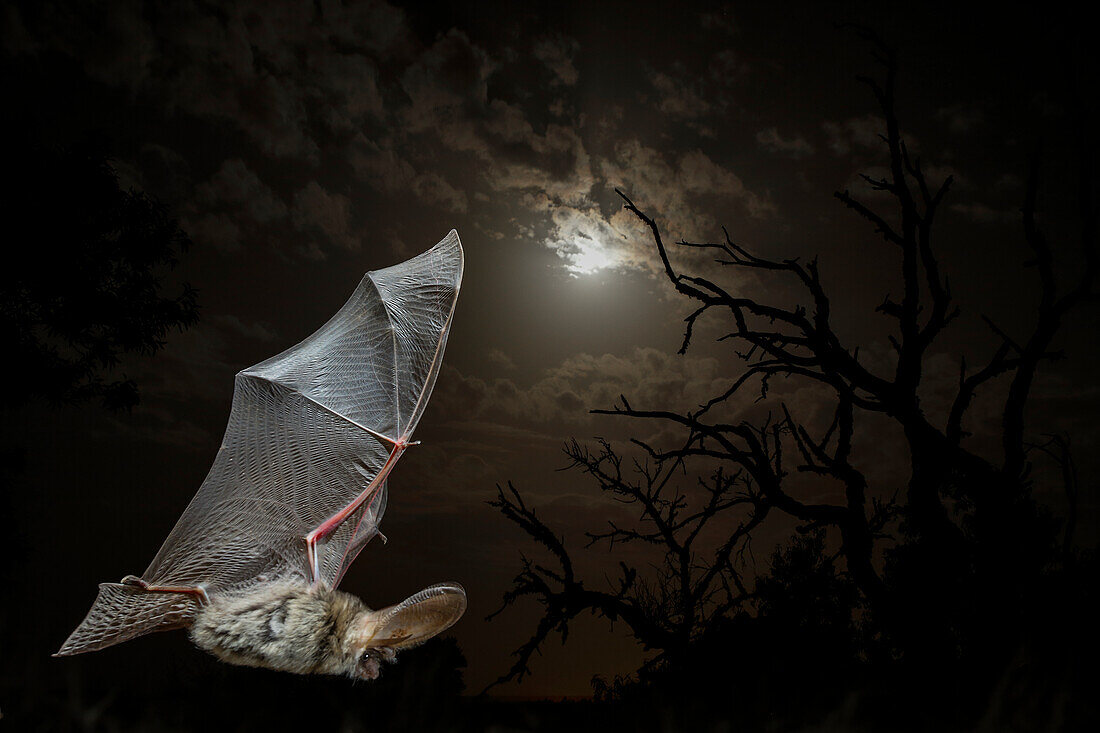 Common long-eared bat (Eptesicus serotinus) flying at night, Spain