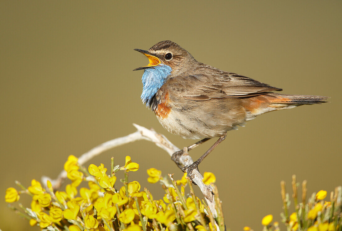 Bluethroat (Luscinia svecica) adult singing, Spain