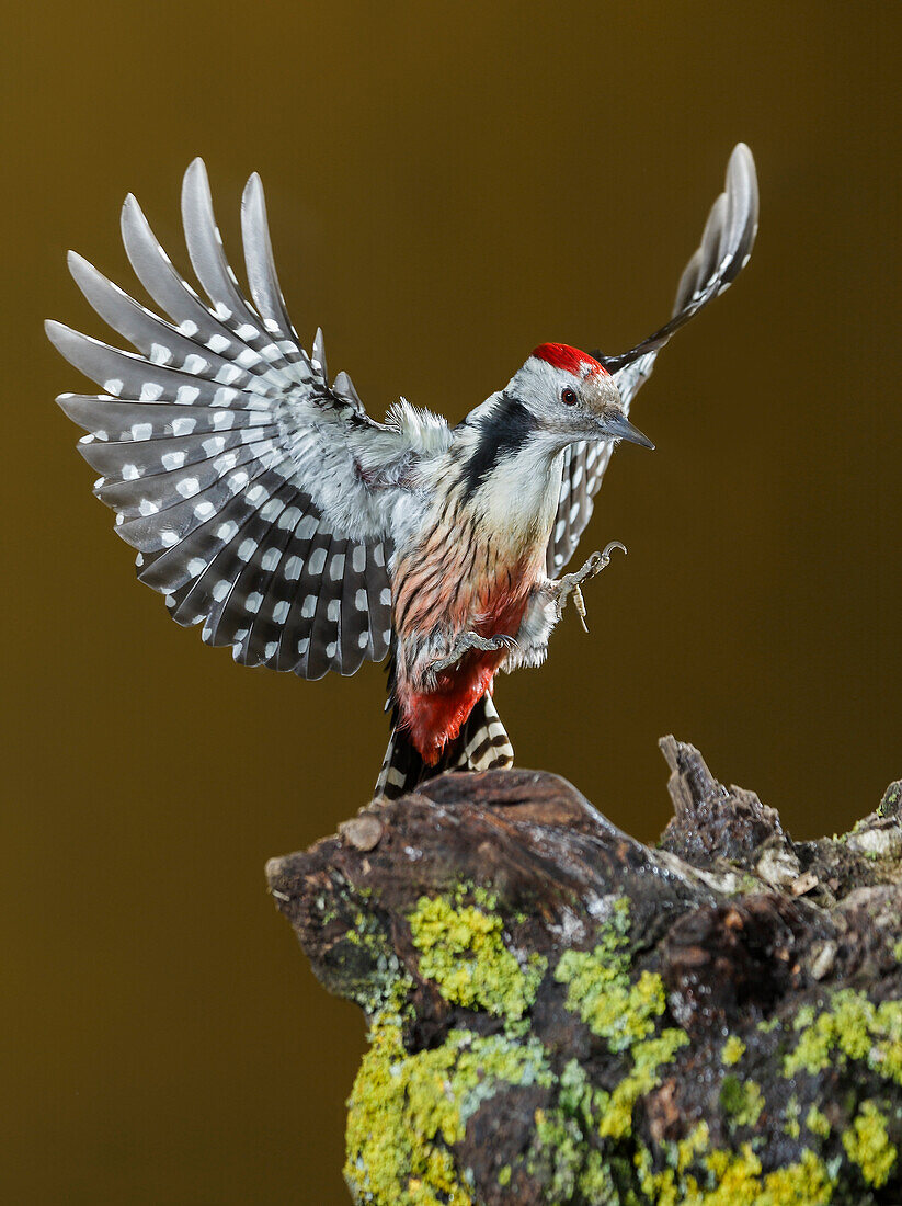 Middle spotted woodpecker (Dendrocoptes medius), Spain