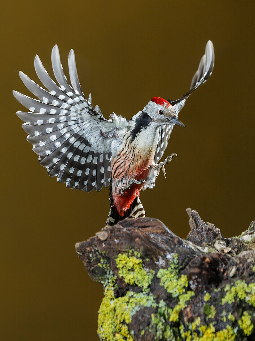 Mittelspecht (Dendrocoptes medius), Spanien