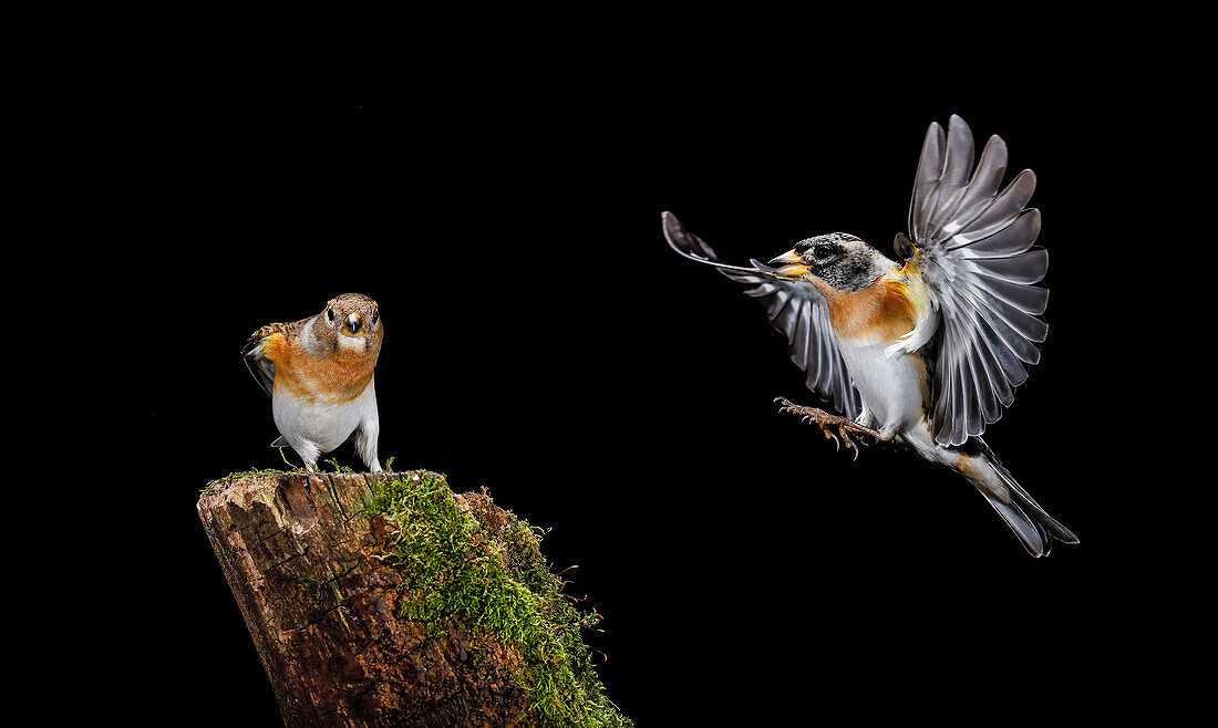 Bramblings in flight (Fringilla montifringilla), Salamanca, Castilla y Leon, Spain