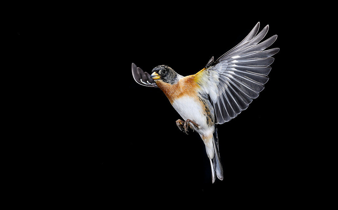 Brambling in flight (Fringilla montifringilla), Salamanca, Castilla y Leon, Spain