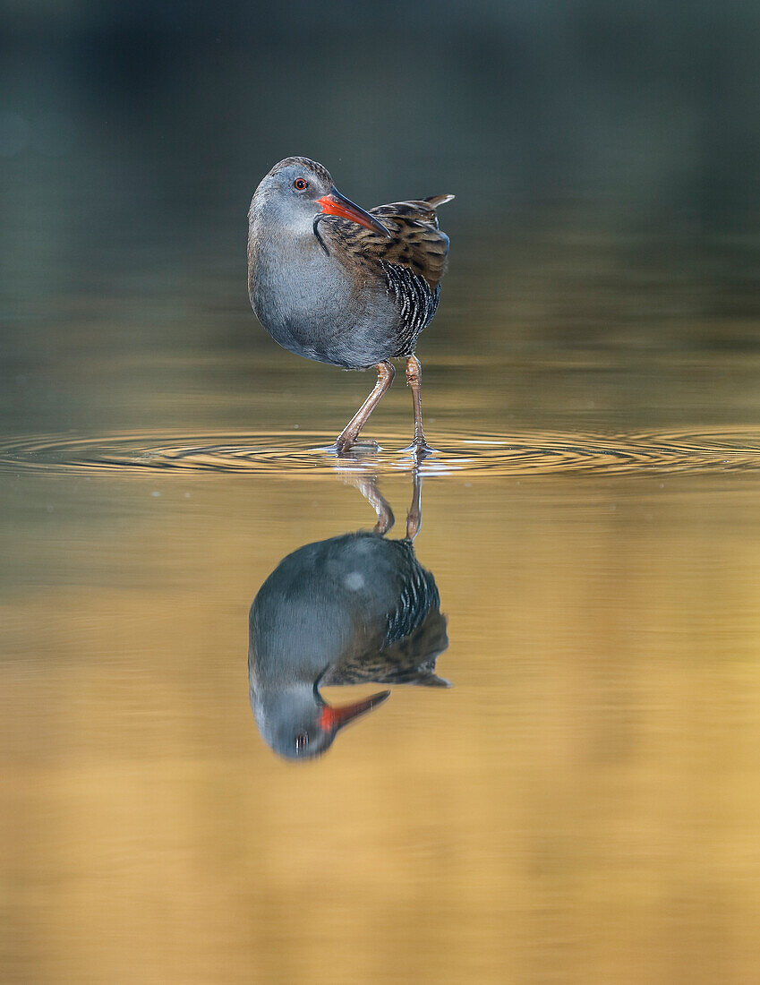 Wasserralle (Rallus aquaticus) Salamanca, Kastilien und Leon, Spanien