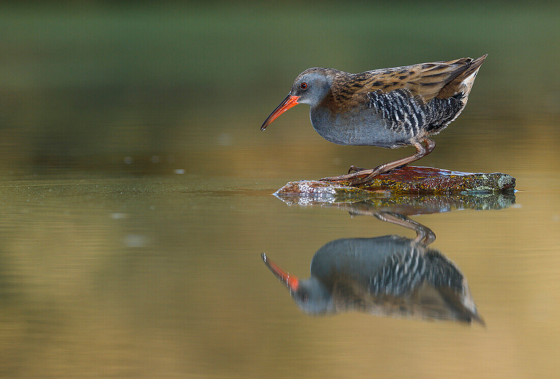 Water rail (Rallus aquaticus) Salamanca, Castilla y Leon, Spain