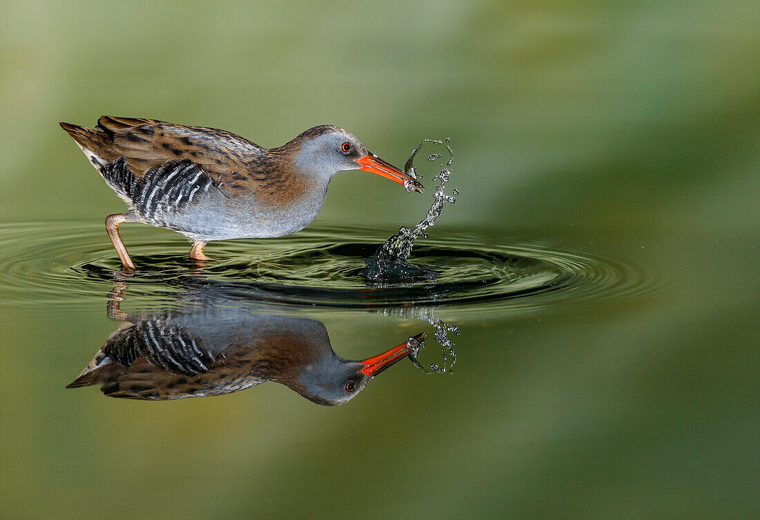 Water rail (Rallus aquaticus) Salamanca, Castilla y Leon, Spain