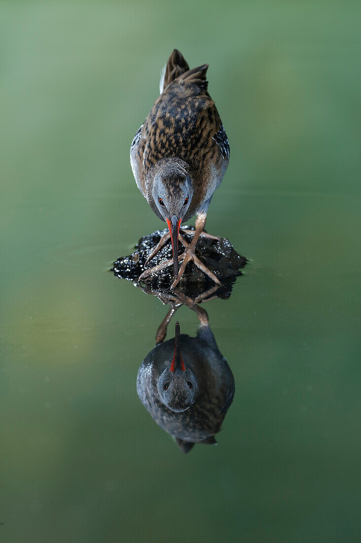 Wasserralle (Rallus aquaticus) Salamanca, Kastilien und Leon, Spanien