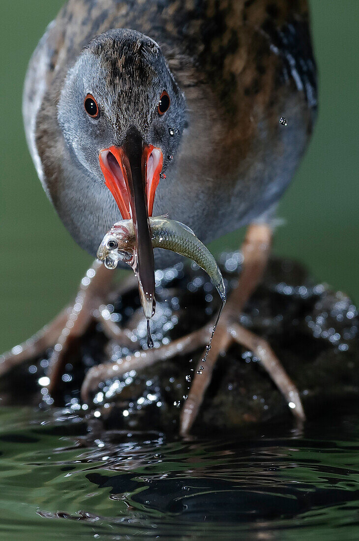 Water rail (Rallus aquaticus) Salamanca, Castilla y Leon, Spain