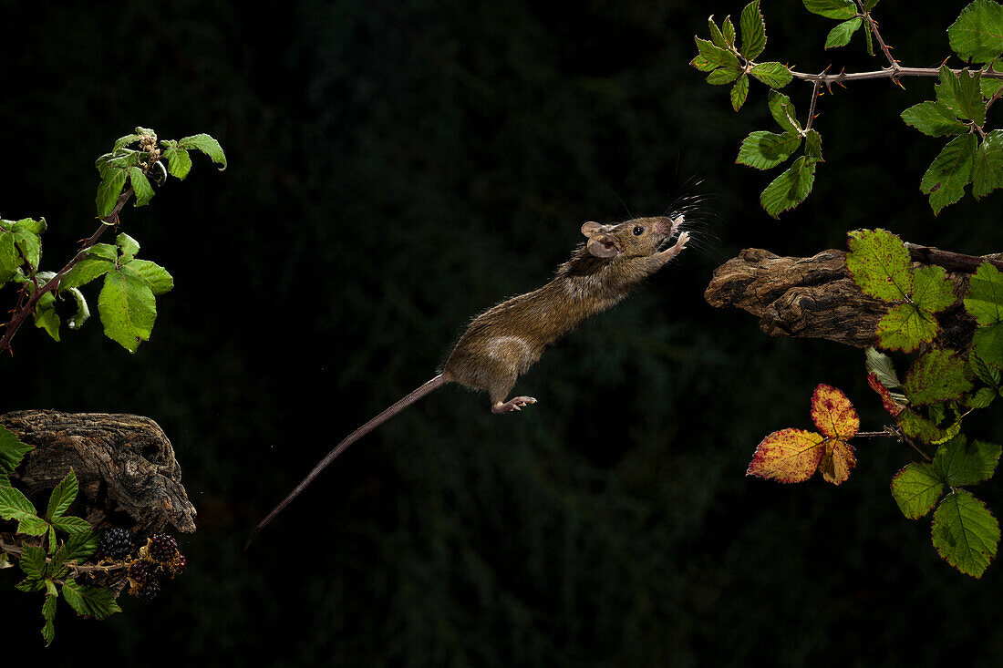 Wood mouse (Apodemus sylvaticus) jumping between branches, Spain
