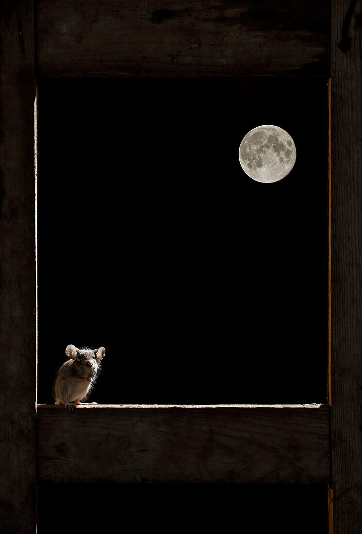 Waldmaus (Apodemus sylvaticus) am Fenster mit dem Mond im Hintergrund, Spanien