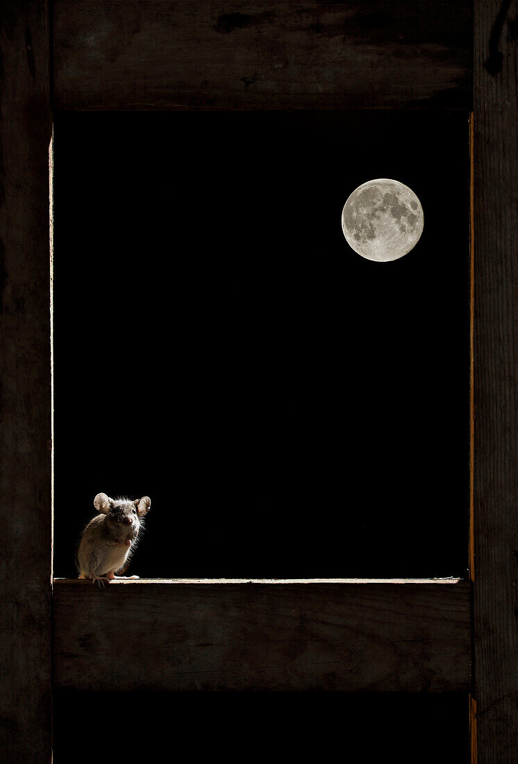 Wood mouse (Apodemus sylvaticus) on window with moon in background, Spain