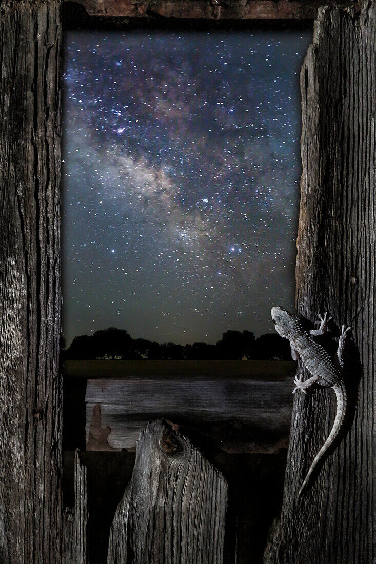 Moorish Wall Gecko (Tarentola mauritanica) with milky way in background, Spain