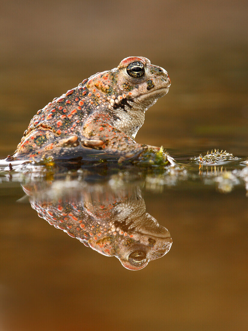 Natterjack toad (Epidalea calamita), Spain