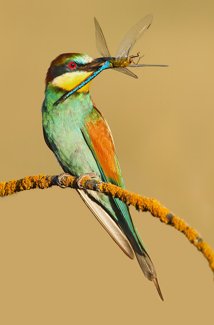 Europäischer Bienenfresser (Merops apiaster) mit Beute, Salamanca, Kastilien-León, Spanien