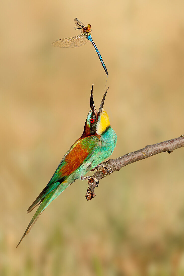 Europäischer Bienenfresser (Merops apiaster) beim Beutefang, Salamanca, Kastilien-León, Spanien